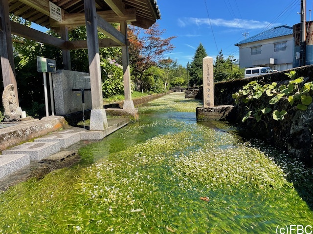 バイカモ きれいかも！