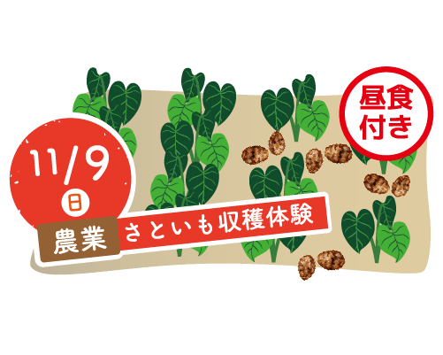 さといも収穫体験のイラスト