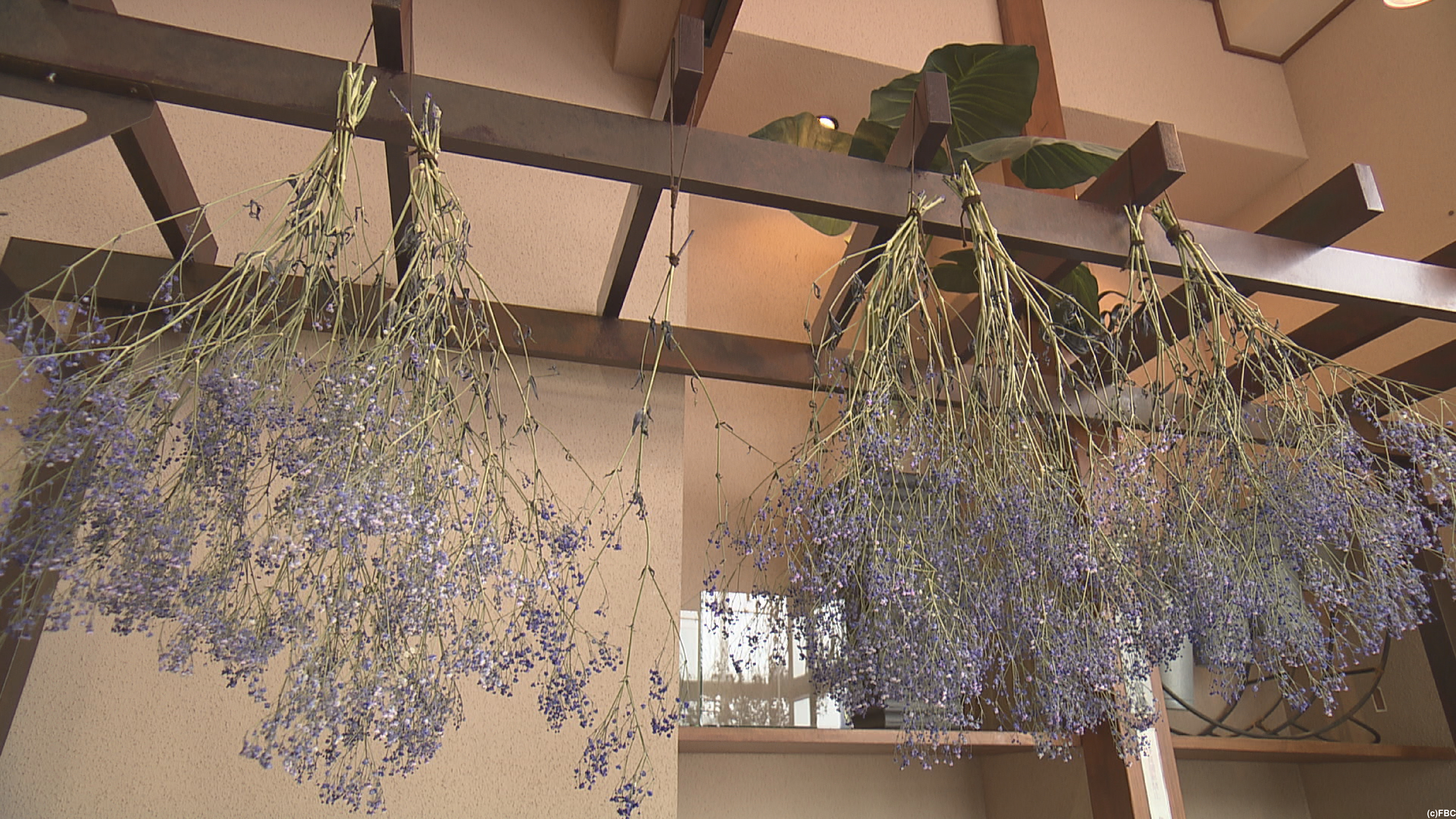 おじゃまっテレ ワイド ニュース Fbc I 福井放送