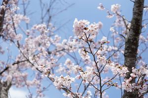 「お口直し」に、広野町のソメイヨシノです。青空に映えます。