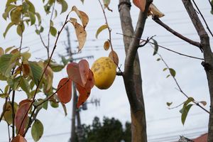 花梨の木と実。なっているのは初めて見た。