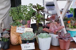 ここ数年人気上昇中の「多肉植物」。takaさんお勧めは、左手前の「桃太郎」。