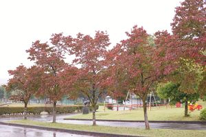 さゆり公園は、ハナミズキが紅葉していた。