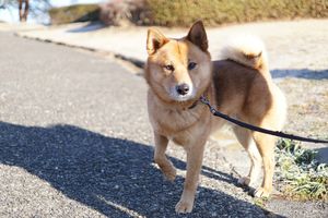 コタローは、須賀川市の家ですくすく成長中。