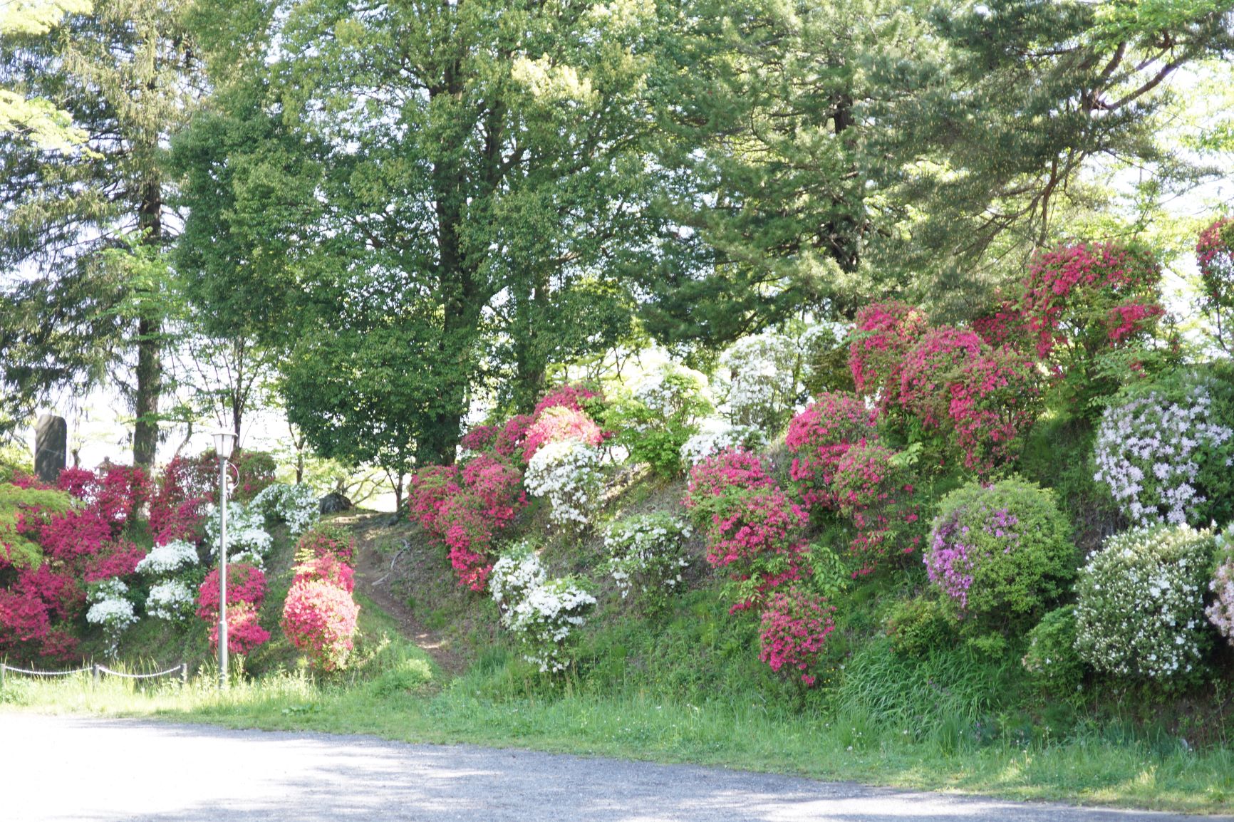 亀ヶ城公園には、町の花つつじが綺麗に咲いていた。