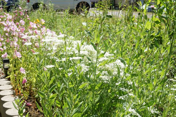 綺麗な花が初夏の風に揺れる。