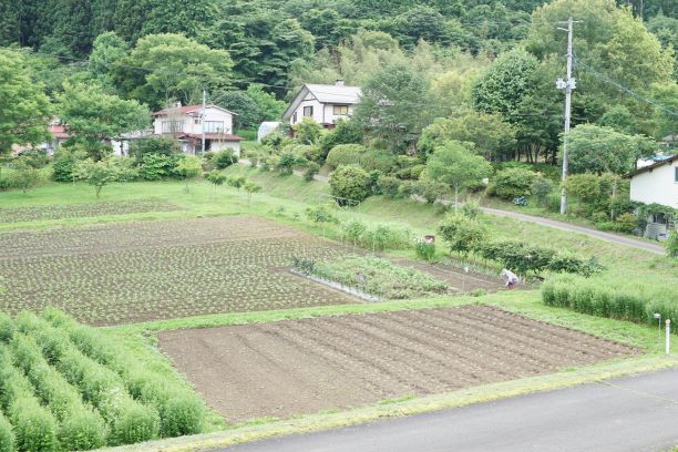 庭（敷地）では野菜も育てている。