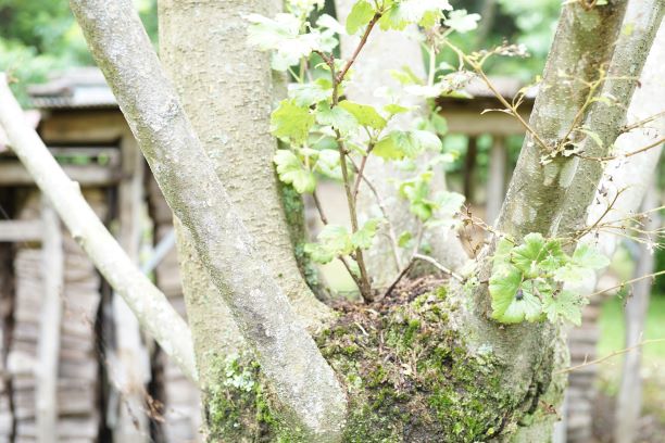 山の中の木の状態まで再現。