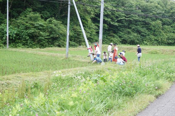 田んぼに家族連れ？