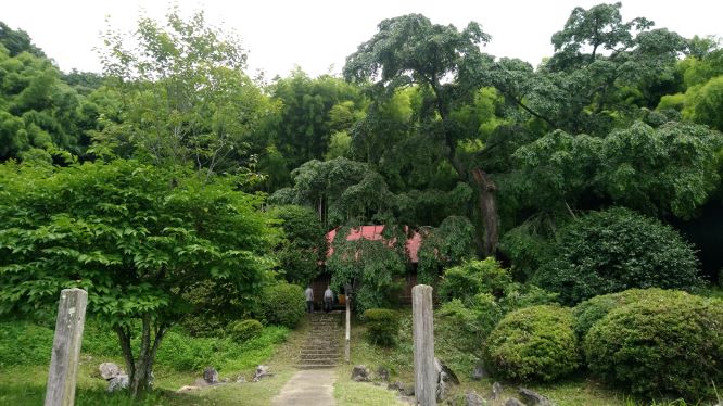 右手に桜の古木の濃い緑が垂れ下がる。