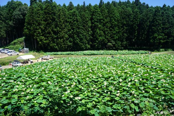 蓮が田んぼに隙間の無いほど育っている。