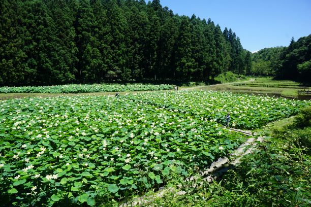 この奥にも、まだ蓮田はあるという。