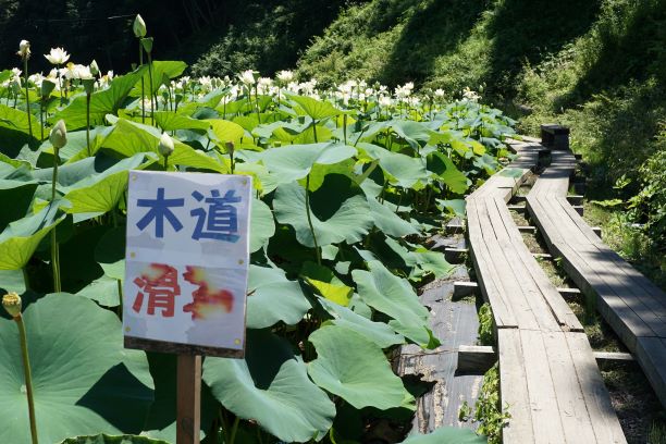 蓮田の周囲は、木道を整備。