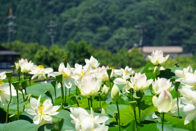 蓮は7月が見頃（撮影は7月17日）。