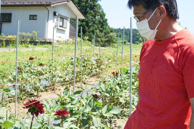 奥様がダリアを育てるのを手伝っていると言うご主人。