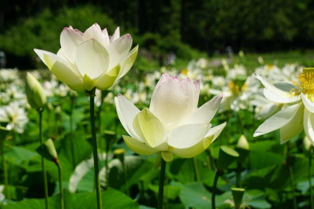 塙町は、花で和が広がる町だ。