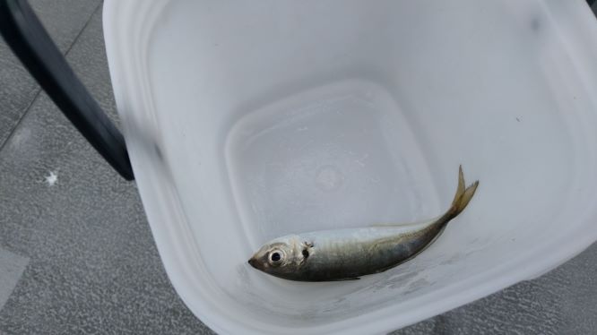 ものの10秒程で釣れた鯵。ずっと跳ね回っている元気な魚だった。