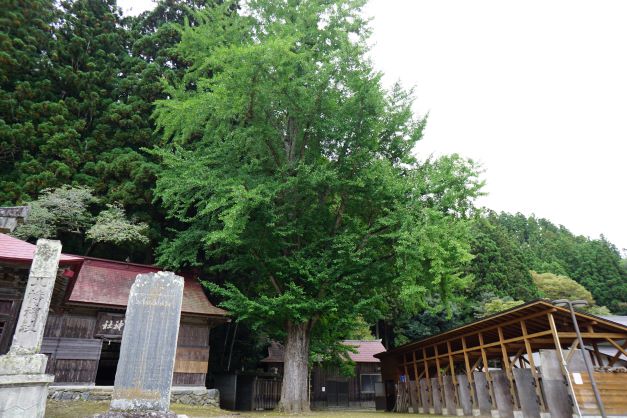 銀杏の木。右には流鏑馬の際の馬小屋もある。