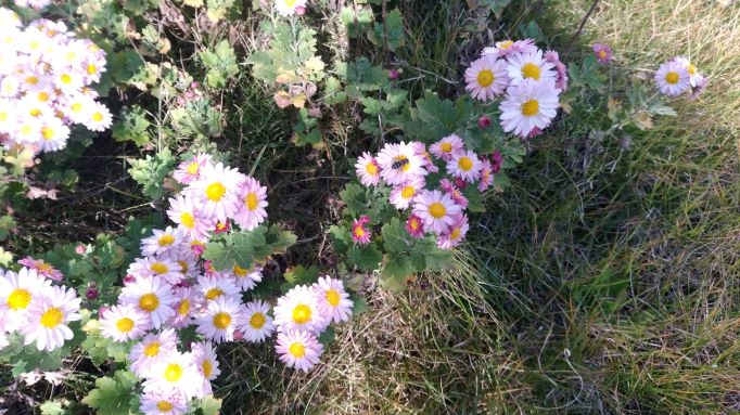 我が家の秋の花に、蜂が集まる時期に…。