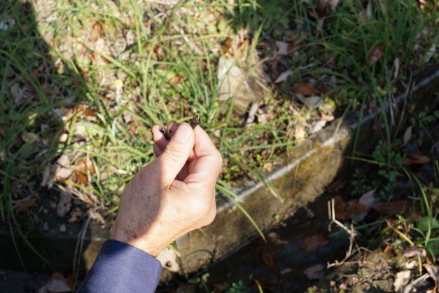 水が流れているところに、カワニナがいた。