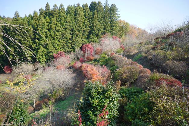 紅葉だけでも、見応えがある。この紅葉の木も植えたもの。