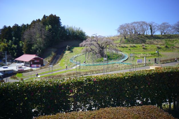 道路沿いから望む三春滝桜。