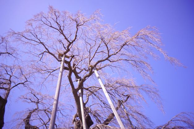 下から仰ぐと、蕾でもかなり美しい。