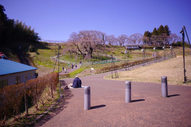 三春滝桜を遠く望む場所に、一人の男性が座っている。