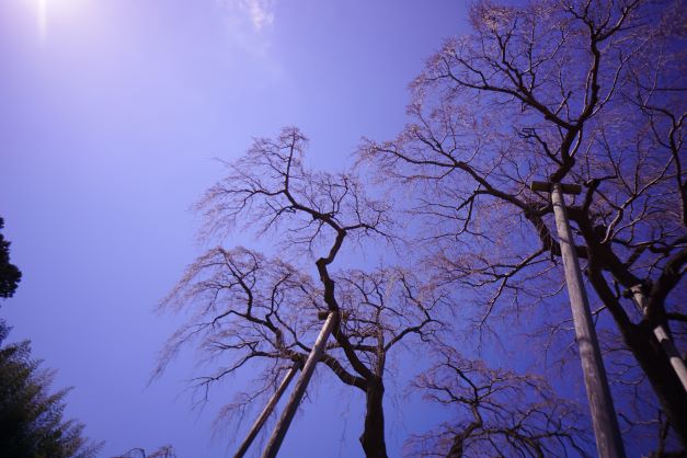 青空に紅の蕾が一層映える。