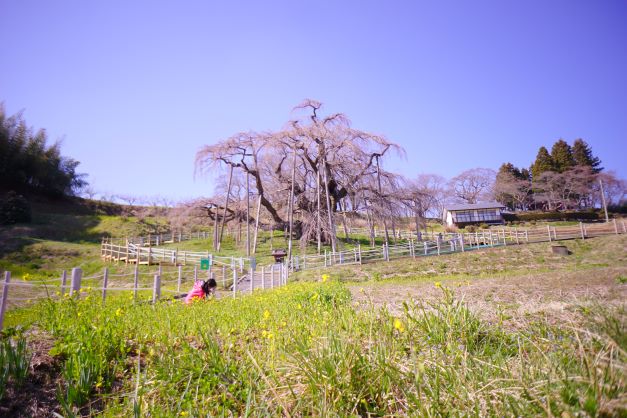 桜と菜の花の競演が見られそうだ。