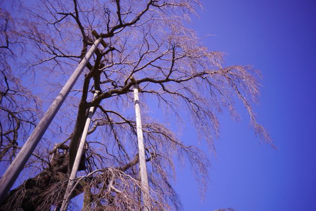 1000年越しに花を咲かせ続ける桜は、地元の人が大切に守ってきた証でもある。