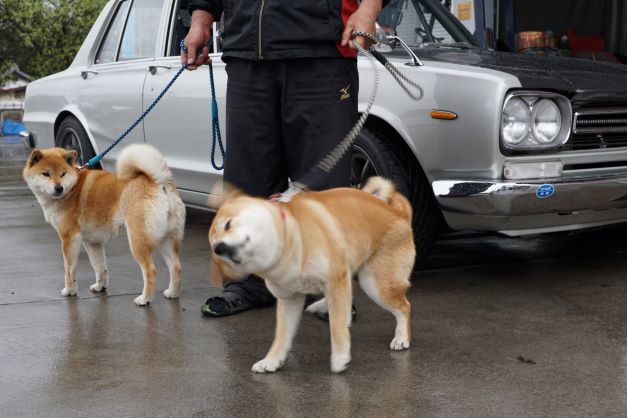 可愛いワンちゃん…後ろは懐かしの名車!?