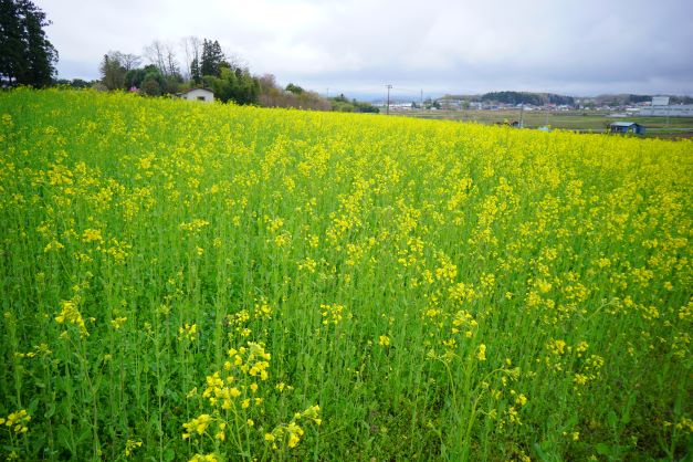 菜の花が漸く咲き始めた。