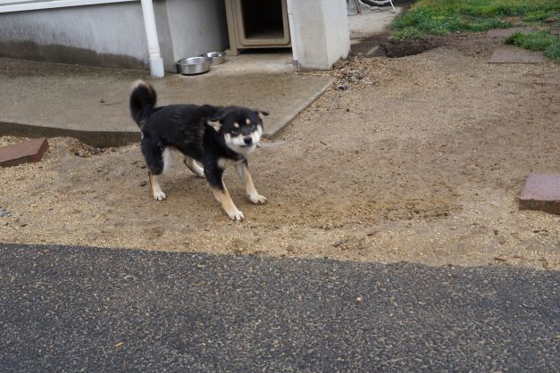 ワンワン!!飼い主が窓から顔を出しても吠え続ける。