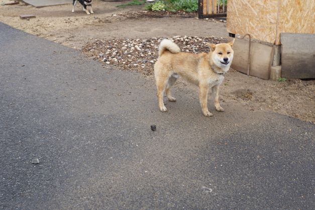 ワンワン!!あなた方の好きな飼い主の方とお話がしたいんですが…。