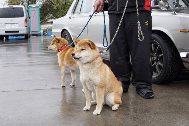 柴犬を飼うようになって、盗難の被害がなくなったと言う（あれだけ吠えられれば、他人は近づけません）。