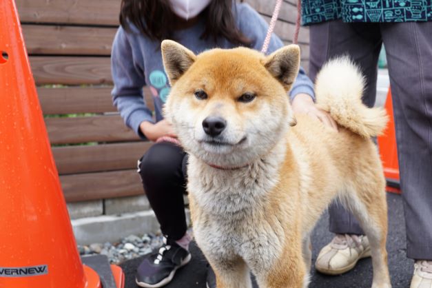 何と、先程お会いしたブリーダーの育てた柴犬だった。点と点が線で繋がった瞬間。