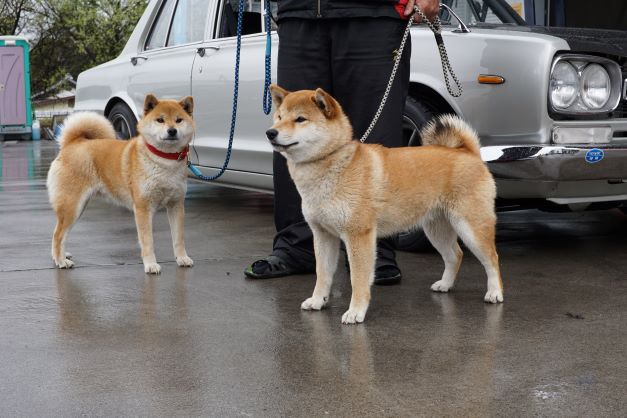 こちらがブリーダーの柴犬。似ている…!?（柴犬同士だから、という話もあるが）