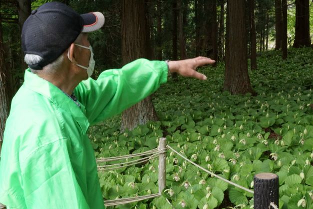 私有地にクマガイソウの群生地を作ったご夫婦。