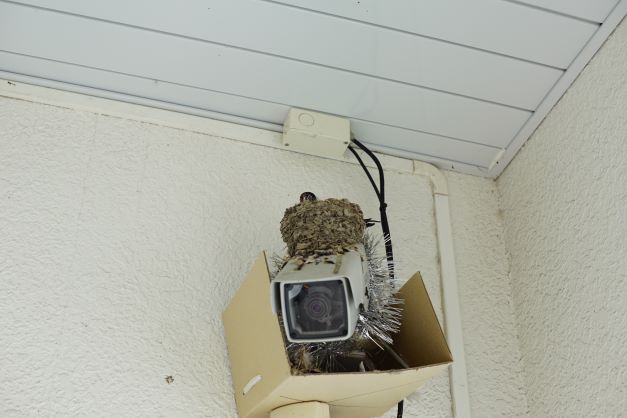 防犯カメラの上が、燕のお家。