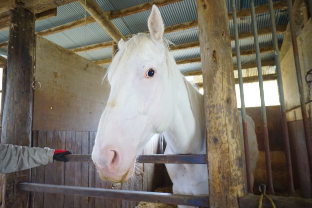 こちらが、今年初めて野馬追に出る予定の白馬。