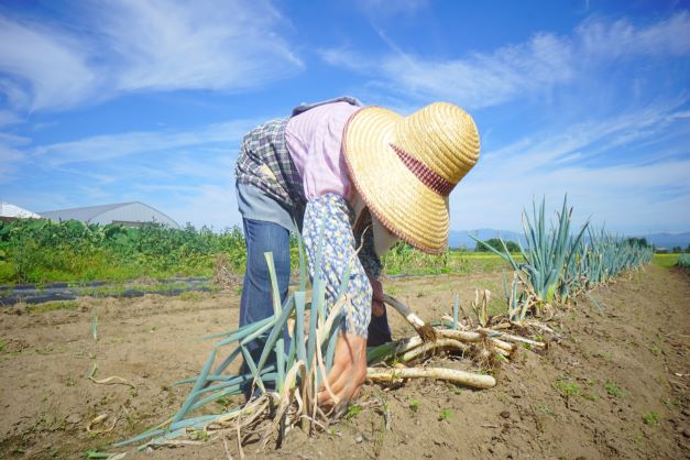 一部の葱を掘り出して、お土産に下さった。