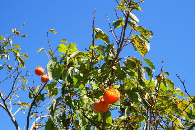 食われた痕が。そろそろ食べ頃だろうか？（でも勿体ない食べ方したなぁ…。）