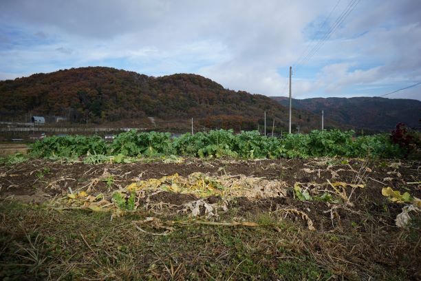 畑には、まだ大根が…。