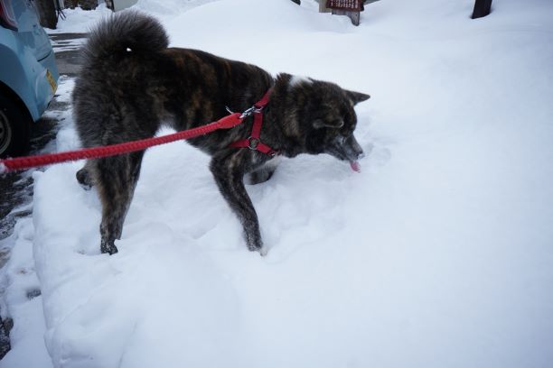 雪で喉を潤す。