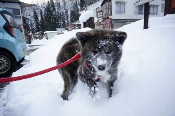 顔に雪が…。冬の1人運動会みたい。