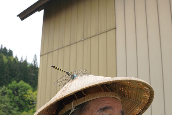 オニヤンマ（の作り物）。虫よけのようだ。