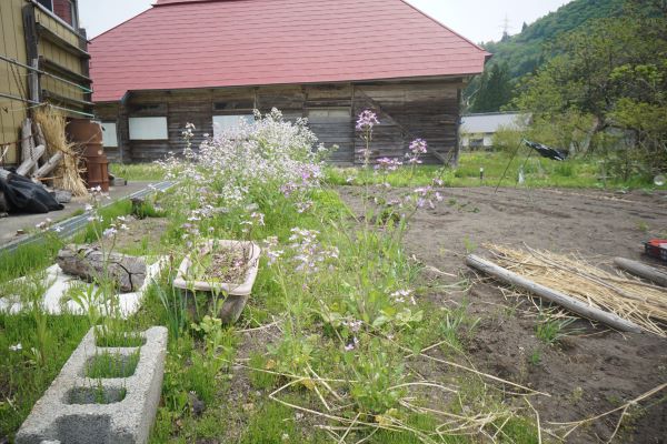畑には、アザキ大根の花が見頃に。飽く迄観賞用だそう。