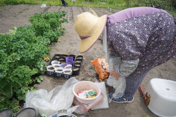 オクラ・ささげ・朝顔を植える事に。