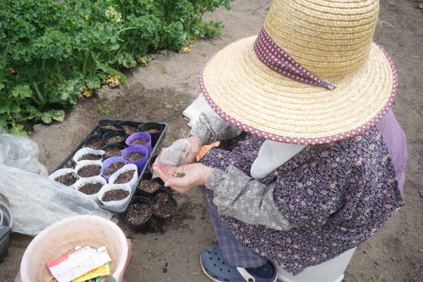 水を十分に含んだ土に、種を蒔いていく。